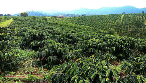 Khuyến cáo các nông hộ không mở rộng diện tích cà phê