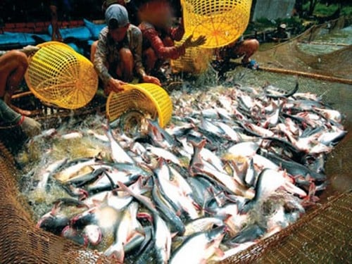 Người dân thu hoạch cá tra - Ảnh: SGGP