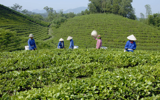 Đang xuất hiện tình trạng cạnh tranh không lành mạnh ở các vùng nguyên liệu chè. Ảnh: T.L