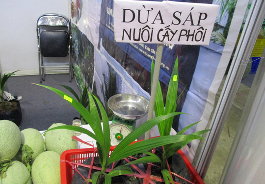Cây giống dừa sáp có giá 900.000 đồng/cây