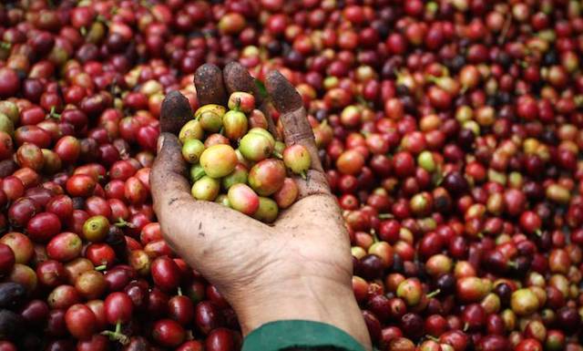 Giá cà phê vẫn chưa thể nhích lên mức 33.000 đồng/kg