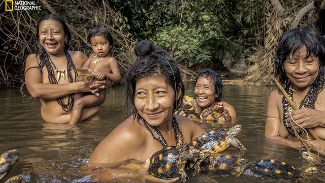 Phụ nữ bộ lạc Awa tắm tiên với rùa.