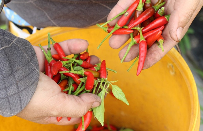 Malaysia sẽ tạm dừng nhập khẩu ớt của Việt Nam từ ngày 14/9. Ảnh: Phúc Minh.