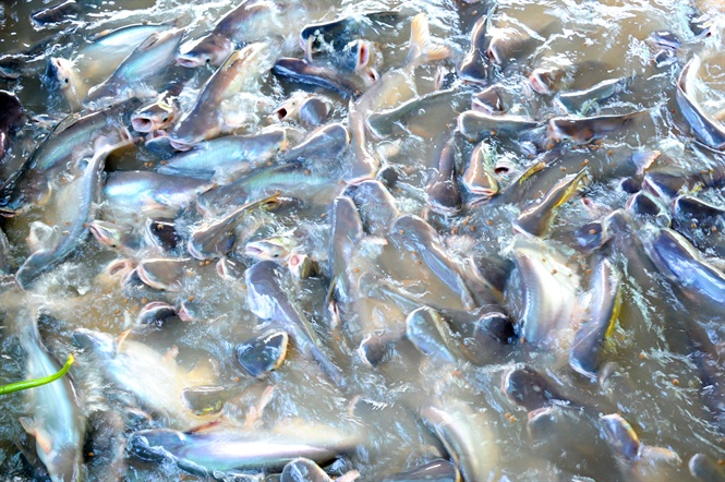 Từ năm 2014 dẫn dụ cá tra thiên nhiên về nuôi đến nay ước lượng từ 5-6 tấn cá về ăn mồi do chính ông rải