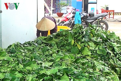 Lá nhàu đang được thu mua với giá cao tại xã Tân Lộc, huyện Thời Bình, Cà Mau.  