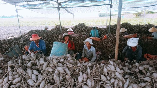 Thu hoạch khoai lang ở huyện Bình Tân, tỉnh Vĩnh Long Ảnh: Vân Du