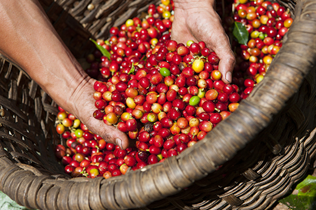 Giá cà phê Tây Nguyên dao động trong khoảng 35.500 – 36.000 đồng/kg