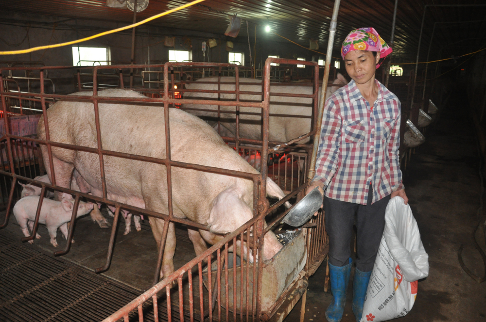 Giá lợn hơi hôm nay (5/11) tại các tỉnh miền Bắc dao động từ 43.000-48.000 đồng/kg, giảm từ 5.000 - 8.000 đồng/kg so với thời điểm cao nhất trong tháng 9. Ảnh: Hải Đăng    
