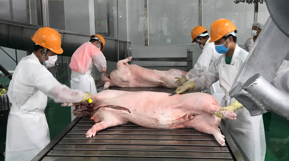 Lợn hơi được giết mổ theo dây chuyền, công nghệ hiện đại tại Nhà máy Biển Đông DHS. Ảnh: B.H    
