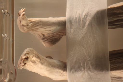Cánh tay và chân của Tân Truy phu nhân vẫn có thể uốn cong bình thường. Thậm chí, nội tạng của bà cũng không có dấu hiệu bị phân hủy.