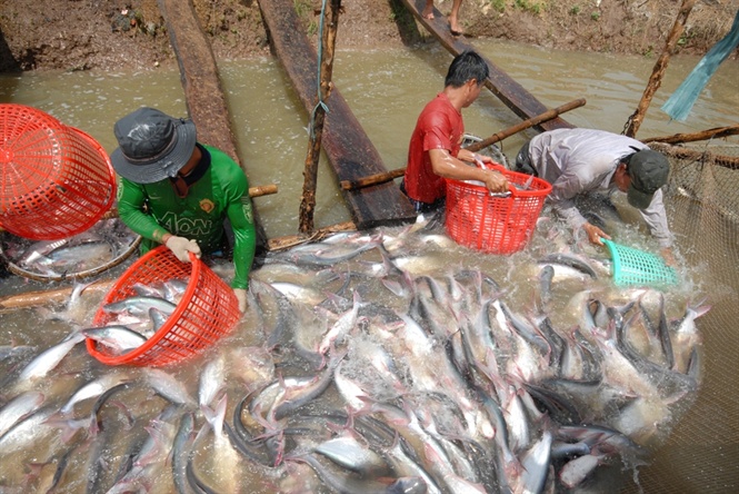  Thu hoạch cá tra (ảnh Lê Hoàng Vũ)