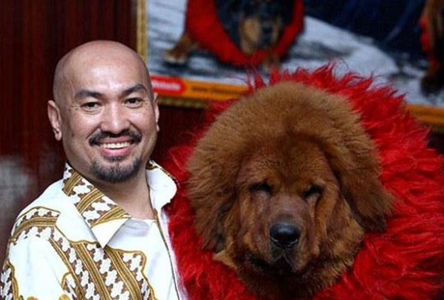Chó ngao Tây Tạng từng có một thời kỳ hoàng kim khi được giới nuôi chó vô cùng ưa thích.