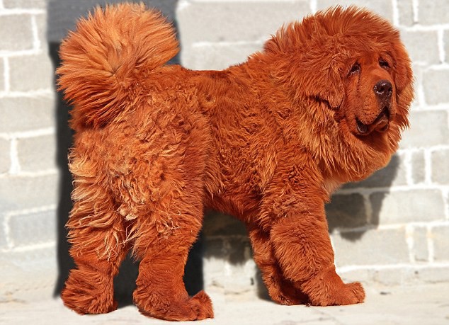 Chú chó ngao Tây Tạng con từng được bán với giá triệu đô.