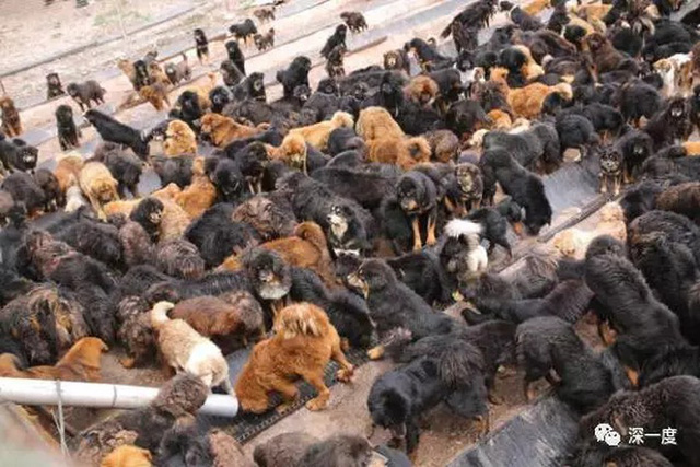Những cơ sở hoạt động vì động vật đã nuôi nhốt hàng trăm con chó ngao chen chúc nhau chờ được phân phát cho thức ăn - hình ảnh hoàn toàn trái ngược với cách người ta tung hô chúng trước đây. Hiện tại, thức ăn của chó Ngao Tây Tạng chỉ đơn giản là loại vô cùng rẻ tiền.