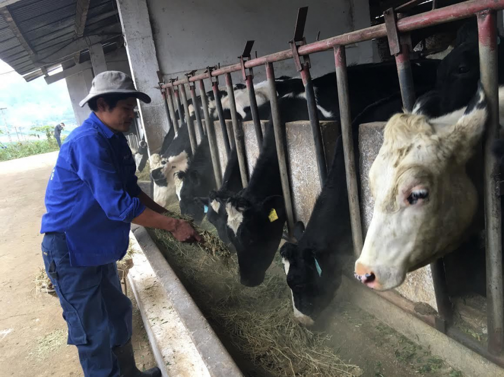 Gần 600 nông dân nuôi bò sữa ở trên Mộc Châu ôm 1.200 tỷ chia nhau mỗi năm