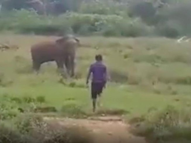 Người đàn ông đang cố gắng tiếp cận để thôi miên con voi. Ảnh: FACEBOOK