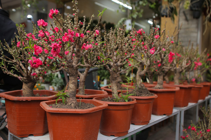 Đào thất thốn Trung Quốc có đặc điểm là nụ rất nhiều, hoa có màu đỏ thắm
