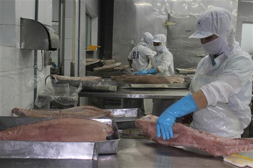 Theo Vasep, nhiều DN chế biến cá ngừ kêu cứu vì vướng điểm G.