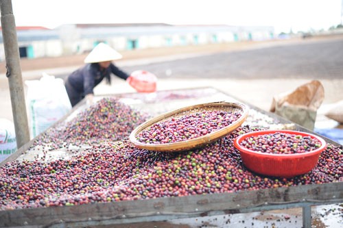 Ngành cà phê Việt Nam có tiềm năng tham gia phân khúc cà phê đặc sản