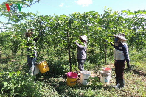Người dân trồng chanh dây tại Kom Tum điêu đứng vì bảo kê.  