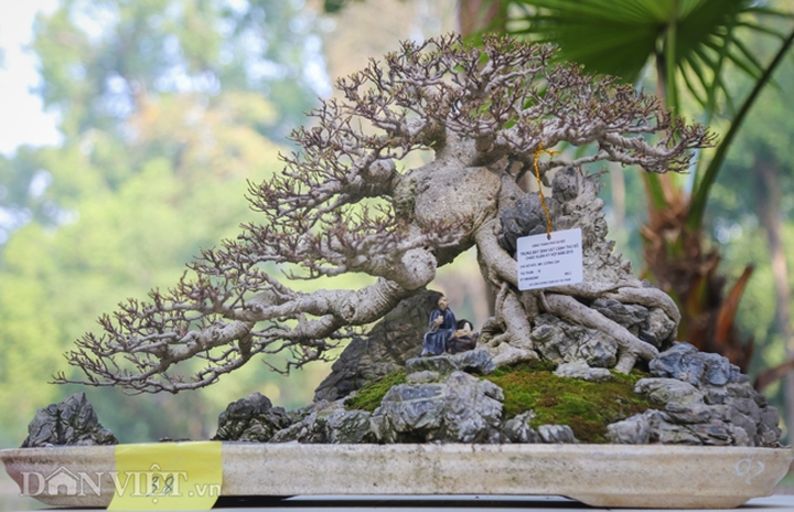 Tác phẩm si bonsai được tạo hình độc đáo như một bức tranh phong cảnh hữu tình. Giá của nó ước tính hơn 100 triệu. (Ảnh: Dân Việt).  