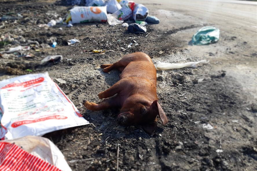 Xác lợn chết vì bệnh LMLM vứt tại bãi rác ven đường vào thôn Hiệu Lực- xã Tản Lĩnh. Ảnh: Thùy Linh  