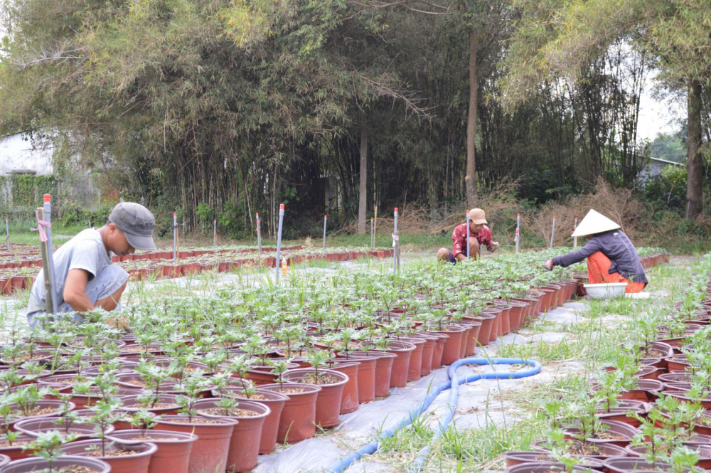 Công nhân đang chăm sóc hoa tại vườn anh Duy    