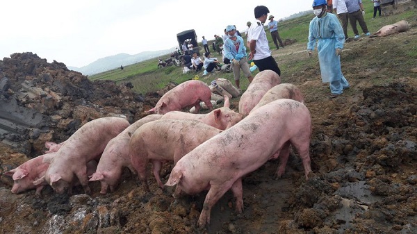Dịch bệnh khiến nhiều đàn lợn buộc phải tiêu hủy   