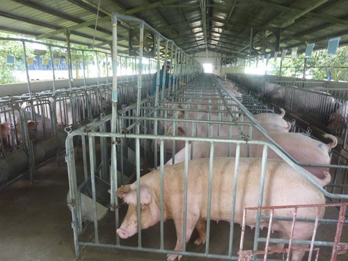 Dịch tả lợn không có khả năng lây sang người khi tiếp xúc, sử dụng sản phẩm - Ảnh: Nguyễn Hải    