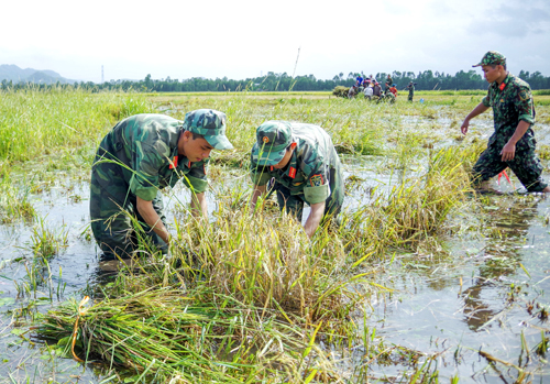  Bộ đội giúp dân tỉnh An Giang thu hoạch lúa chạy lũ (Ảnh: Thế Hiển)     