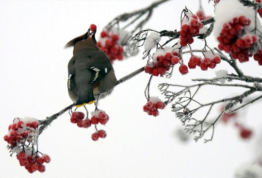 Chim có thể say xỉn do ăn những loại quả mọng nước lên men. Ảnh: Canadian Press    
