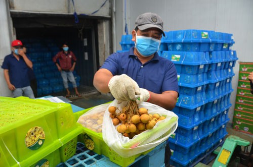 Nông sản vẫn là một trong những mặt hàng có thế mạnh xuất khẩu của Việt Nam khi Hiệp định CPTPP được ký kết Ảnh: Tấn Thạnh