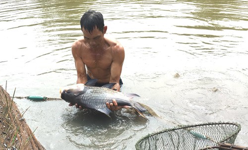 Thu hoạch cá hô tại ao của ông Nguyễn Văn Bình. Ảnh: T.Đ