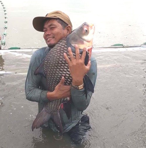 Theo ông Nguyễn Văn Bình, những con cá hô trên chục kg hiện nay sẽ được lưu nuôi để bảo tồn. Ảnh: T.Đ