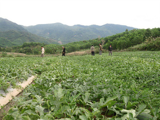 Bình Định hiện đang trồng khoảng 13.000 ha dưa hấu