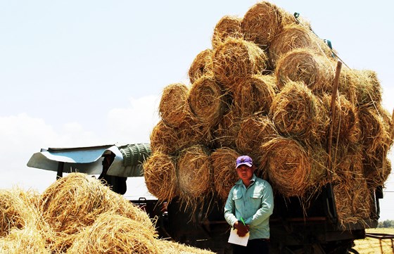 Thương lái đem bút, sổ chờ mua rơm của nông dân Bình Định    