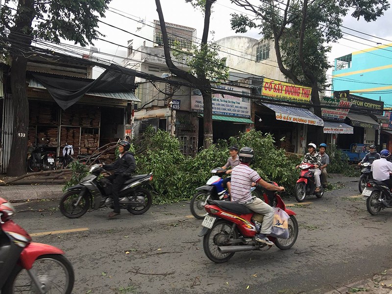 Cây xanh trên đường Lê Văn Thọ (quận Gò Vấp) cũng bị tét nhánh.     