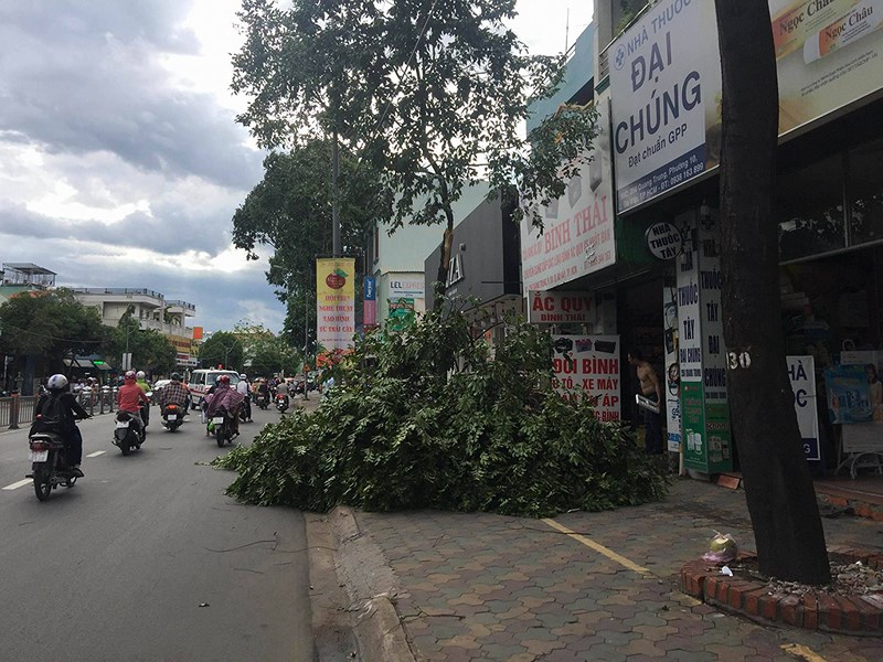 Cây xanh trên đường Quang Trung (quận Gò Vấp) cũng bị gãy đổ do mưa gió lớn.     