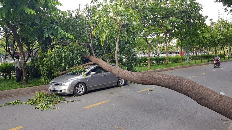 Cùng thời điểm trên, đường Trường Sa (quận Tân Bình) một cây xanh cũng bất ngờ gãy chắn ngang đường và đè ô tô khiến phương tiện bị hư hỏng.    