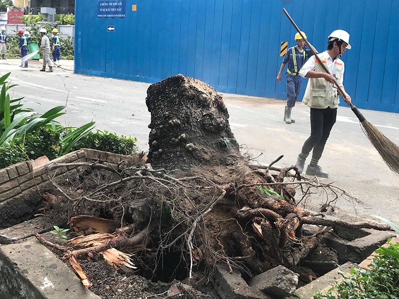 Một cây cổ thụ trên đường Lê Lợi (quận 1) cũng bị bật gốc.     