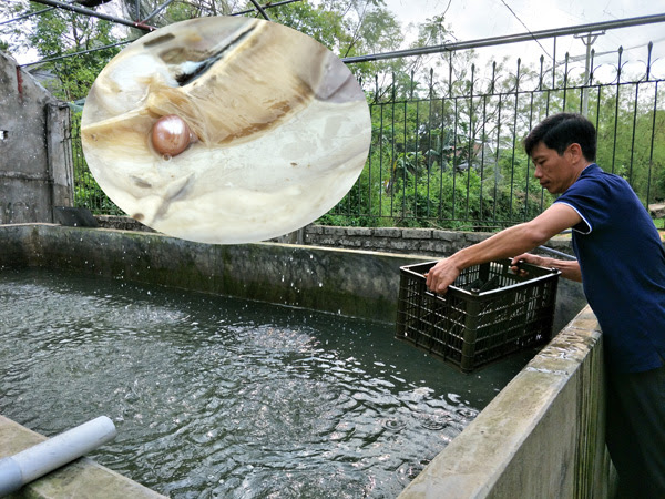 Anh Việt chăm sóc trai lấy ngọc tại các bể nuôi thuần dưỡng trai tại gia đình ở Ninh Bình.    