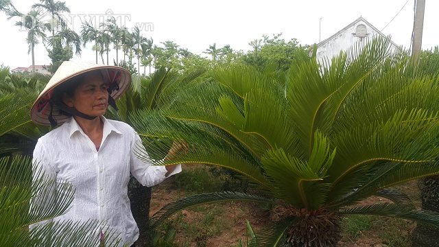 Nhờ trồng loại cây đếm lá lấy tiền mà mỗi năm gia đình bà Thảo có thêm khoản thu nhập vài chục triệu đồng.