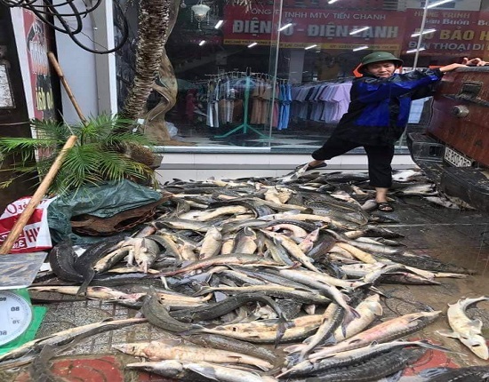  Nhiều gia đình bị mưa lũ cuốn trôi nhiều ao cá tầm gây thiệt hại lên đến hàng tỷ đồng    