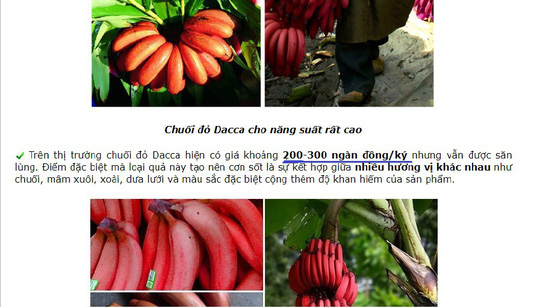 Một website bán giống chuối đỏ giới thiệu giá bán chuối này lên đến 200.000 - 300.000 đồng/kg    