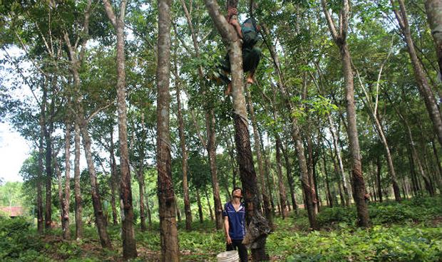 Leo trèo cây cao su để bắt mật ong rừng