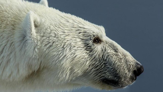 Một người đàn ông đã thiệt mạng vì cố gắng bảo vệ các con khi bị gấu Bắc Cực tấn công tại vùng Nunavut, phía Bắc Canada. Ảnh minh họa: BBC