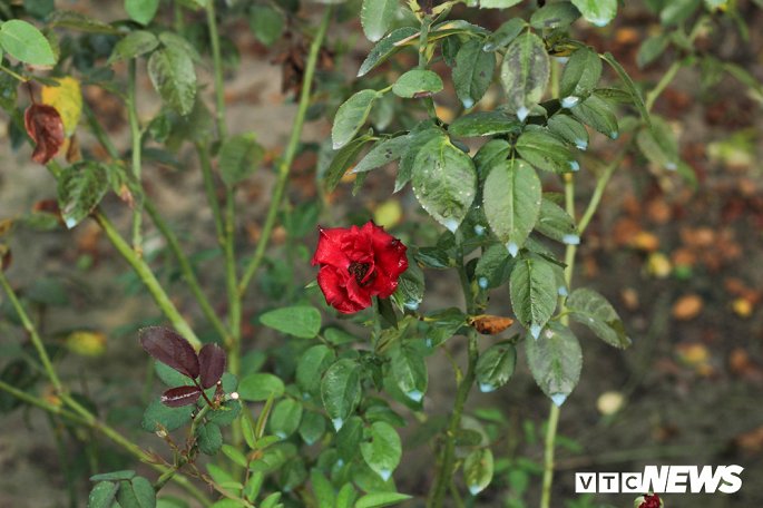 Trung bình tại vựa hoa Mê Linh, từ 7 – 10 ngày lại phun thuốc 1 đợt, số lượng thuốc phun được chia theo diện tích khoảng 2 bình/sào hoa hồng và mùa nào cũng phun như mùa nào. (Ảnh Phạm Quý)    