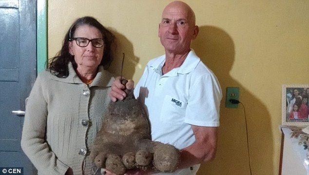 Cặp vợ chồng nông dân đã trồng khoai tây trong 6 năm. Ảnh: CEN