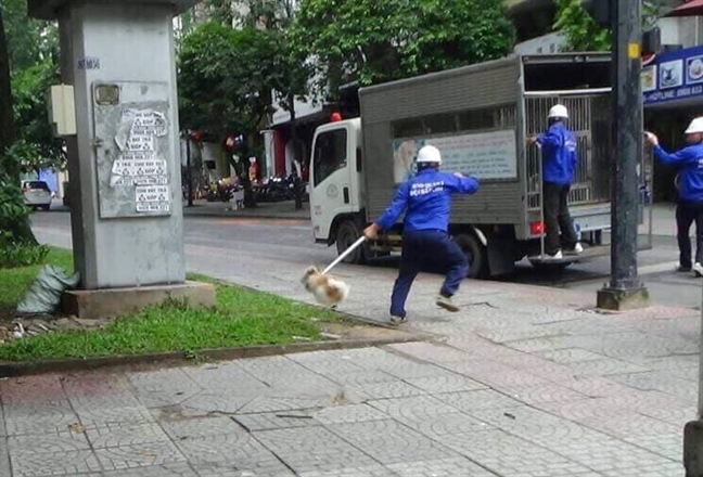 Lực lượng chức năng bắt một chú chó thả rong trên đường Nguyễn Đình Chiểu
