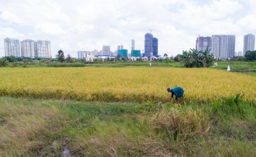 Người dân ở Thanh Đa, Bình Thạnh thu hoạch lúa trên đất nông nghiệp.  